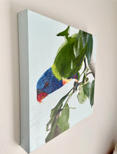 Load image into Gallery viewer, Rainbow Lorikeet, My Happy Place
