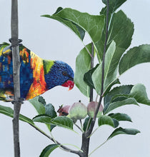 Load image into Gallery viewer, Rainbow Lorikeet, Apple Tree Delight
