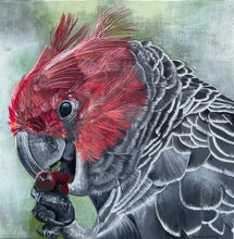 Load image into Gallery viewer, Gang Gang Cockatoo, Berry Feast
